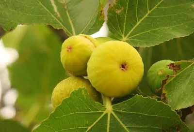 میثم شیبانیان