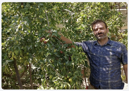 خرید عناب گلابی