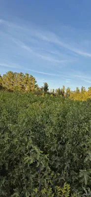 قیمت عناب گلابی