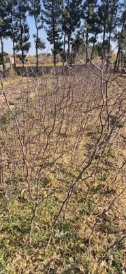 قیمت عناب گلابی