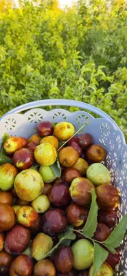 قیمت عناب گلابی