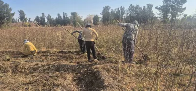 قیمت عناب گلابی