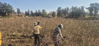 قیمت عناب گلابی