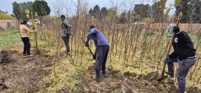 قیمت عناب گلابی