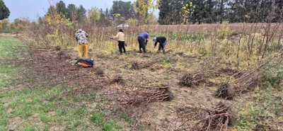 قیمت عناب گلابی