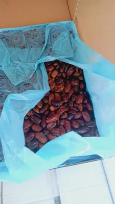 صادرات خرما