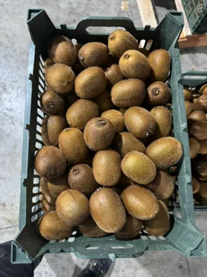 خدمات بازرگانی ترخیص کالا