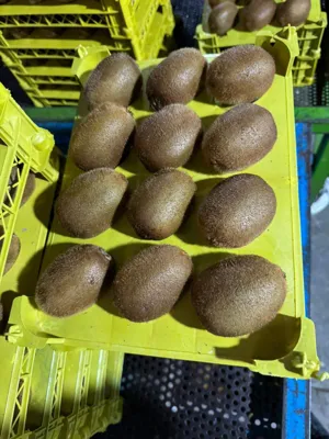 خدمات بازرگانی ترخیص کالا