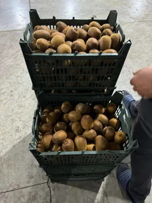 خدمات بازرگانی ترخیص کالا