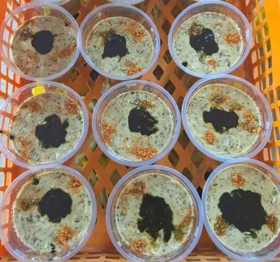 انواع مختلف آش