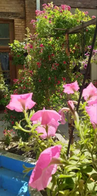 آموزشگاه موسیقی در شهرکرد