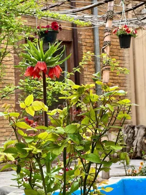 آموزشگاه موسیقی در شهرکرد