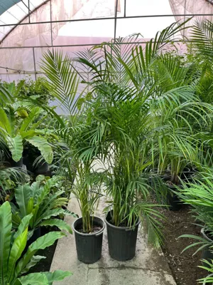 نخل اریکا
&nbsp;🌿نخل اریکا، گیاهی بسیار سازگار و مقاوم&nbsp;&nbsp;
🌿اریکا بی‌شک یکی از بهترین نخل‌ها برای زینت خانه، ادارات، شرکت‌ها و بانک‌ها می‌باشد.&nbsp;&nbsp;
🌿این گیاه گزینه‌ای عالی برای افرادی است که به دکوراسیون داخلی علاقه‌مندند یا به دنبال ایجاد فضایی دلنشین و طبیعی در منزل خود هستند.&nbsp;
🌿به طور کلی، این گیاه نماد سرزندگی، پاکی هوا، و شاداب است.