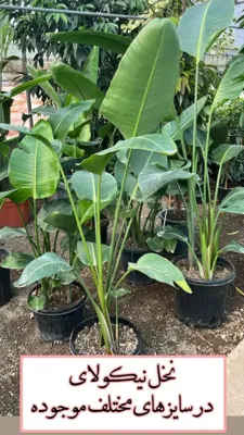 نخل نیکولای 🌱
نخل نیکولای گیاه ترند سال&nbsp;
🌱نخل نیکولای گیاه اپارتمانی زیبا، شیک و جذاب برگ پهن برای گوشه های پر از آرامش منزل شما نخل نیکولای با کیفیت عالی را می‌توانید به صورت گلدانی و داخل خانه نگهداری کنید و از زیبایی آن برای همیشه لذت ببرید.&nbsp;