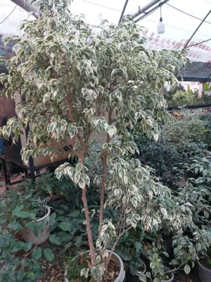 بنجامین
&nbsp;🌿 بنجامین از پرطرفدارترین گیاهان آپارتمانی . دارای تنوع رنگ برگ است. ارقام سبز و بلک مقاومت بهتری دارند اما گیاهان رنگی و ابلق حساس ترند و شرایط نگهداری خاصی دارد. 🌿وقتی به جایی در خانه عادت کردند نباید مکان آنها را تغییر داد. آنها رطوبت و تهویه هوا را دوست دارند.&nbsp;