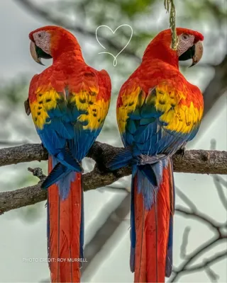 بهترین پرنده فروشی در  کرمانشاه 