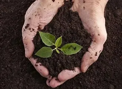 خرید عمده کود های گیاهی
