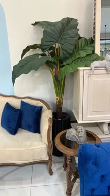 🌵درختچه تزئینی مبل وزرا &nbsp;