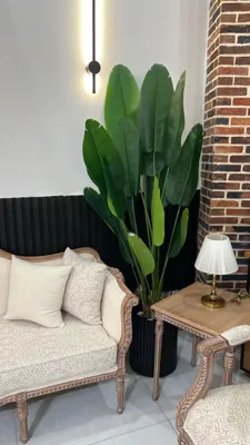 🌵درختچه تزئینی مبل وزرا &nbsp;