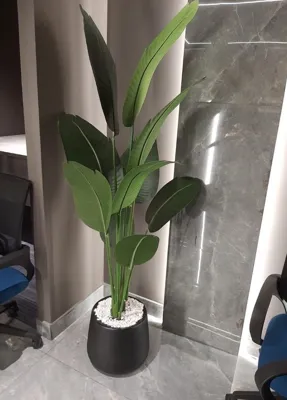 🌵درختچه تزئینی مبل وزرا &nbsp;