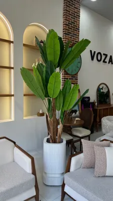🌵درختچه تزئینی مبل وزرا &nbsp;
