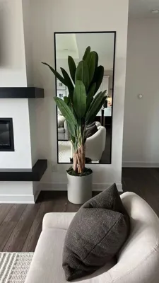 🌵درختچه تزئینی مبل وزرا &nbsp;
