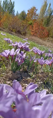 فروش زعفران ایرانی
