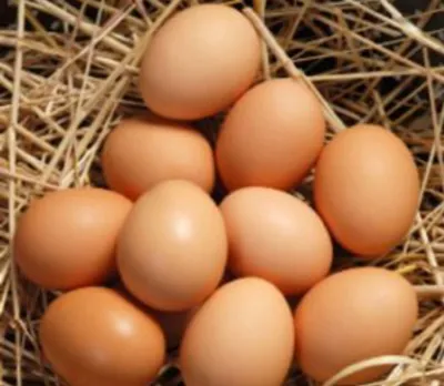 &nbsp;لبنیات سنتی سنگسر ساری