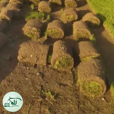 طراحی اجرای روف گاردن بام سبز در تهران
