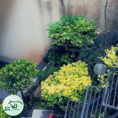 خدمات محوطه سازی در تهران