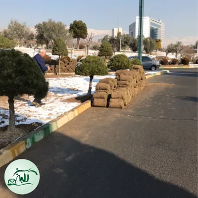 اجرای چمن رول طبیعی تهران