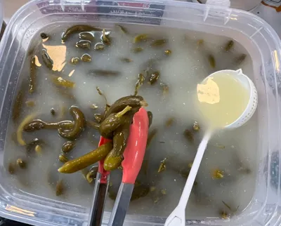 خیارشور