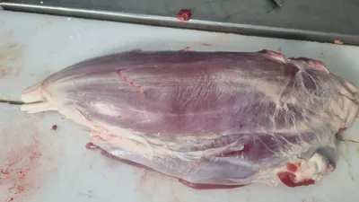 ماهیچه گوساله