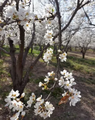 خرید باغچه در ملارد