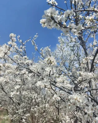 خرید باغچه در ملارد