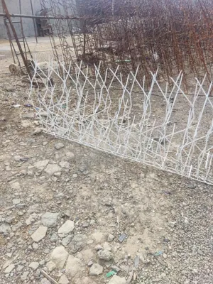 حفاظ شاخ گوزنی در شهریار