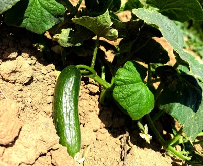 خیار بومی