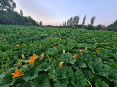 مزرعه کدو حلوایی&nbsp;