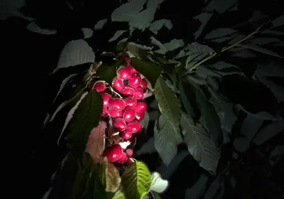 گیلاس