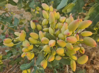 پسته