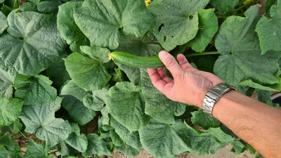 خیار بومی