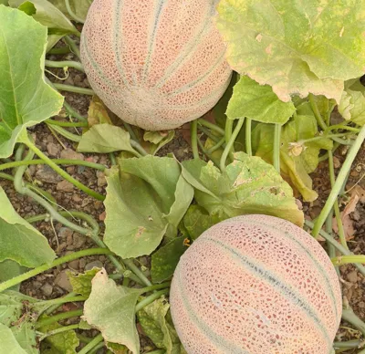 طالبی