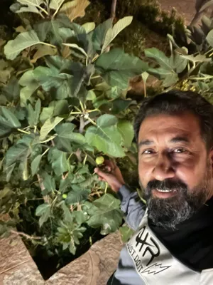 شجرة التين