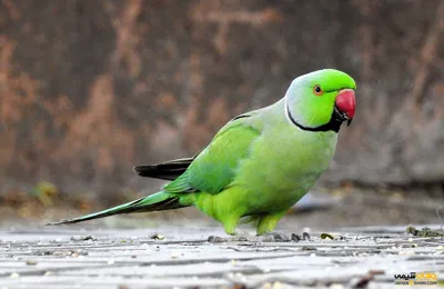 دارو و مکمل پرنده کرج 