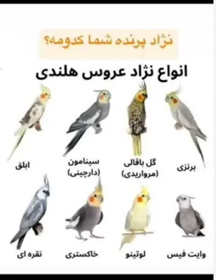 خدمات ناخن و نوک گیری پرنده کرج