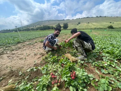 نیروی زحمت کش