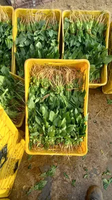 سبزی آماده فروش