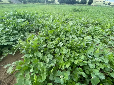 دهکده سبزیجات در کیاسر&nbsp;