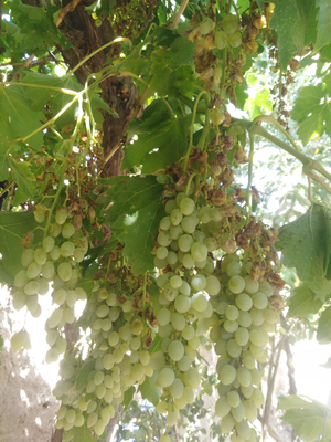 علی خسروی فرد(توتگری)&nbsp;