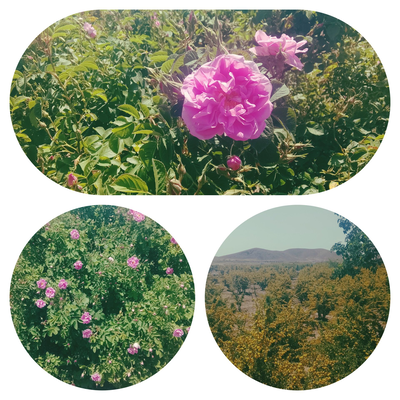 علی خسروی فرد(توتگری)&nbsp;